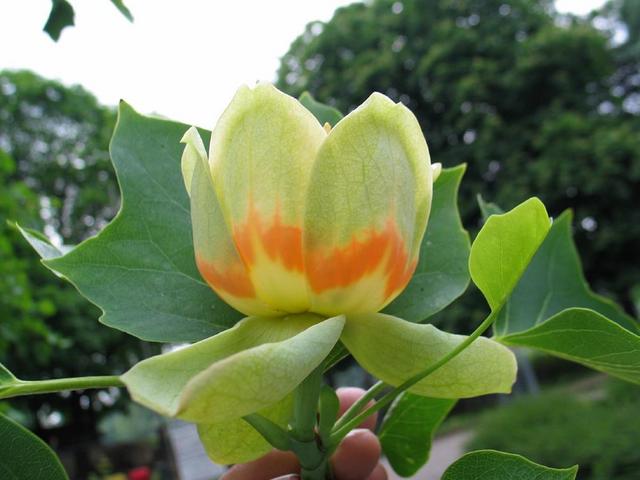 Summer_Liriodendron tulipifera_Tuliptree