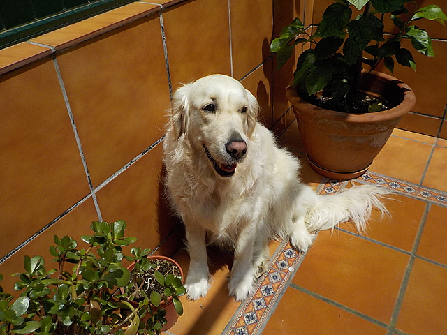 Mi abuelo compra una nueva perrita