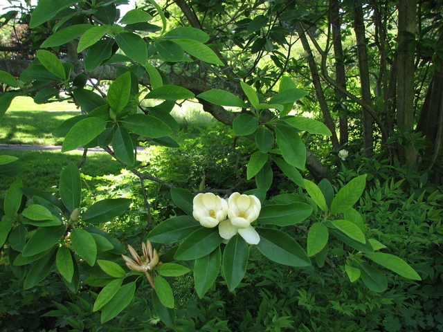 Summer_Magnolia_virginiana_Sweetbay_Magnolia