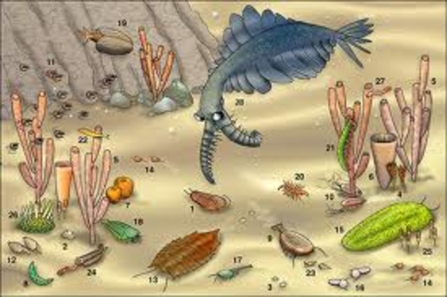 Cambrian Period