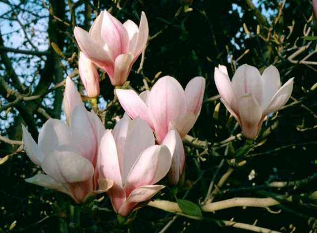 Spring_Magnolia x soulangiana_Saucer Magnolia