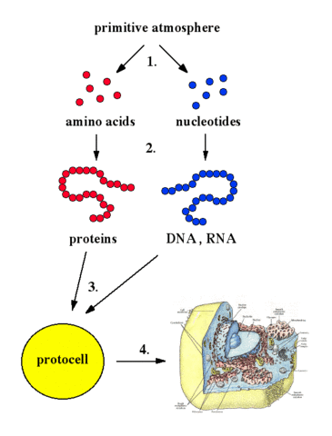 (1800s) Oparin's Hypothesis