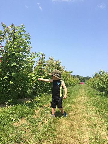 First raspberry picking