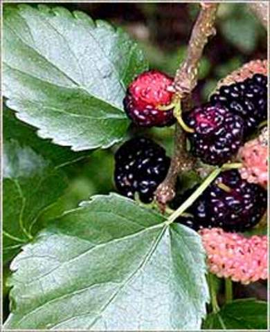 Summer_Morus alba_White Mulberry