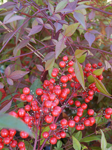 Nandina domestica (Heavenly Bamboo)