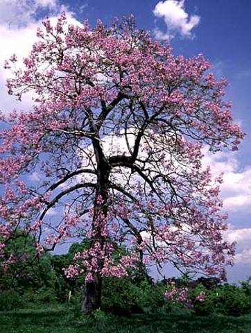 Spring_Paulownia tomentosa_Princess tree