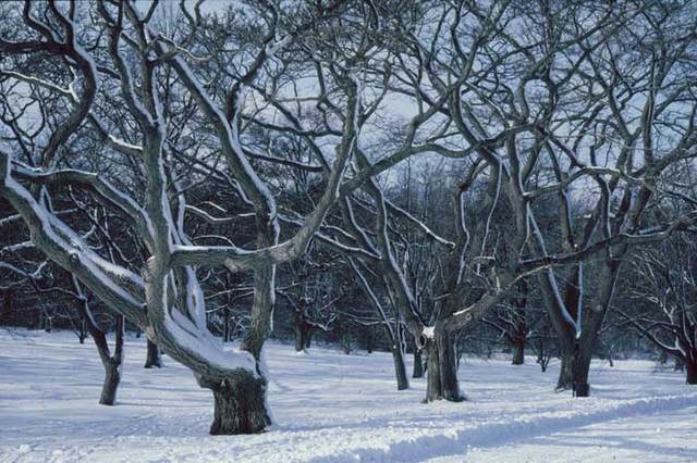 Winter_Phellodendron amurense_Amur Corktree