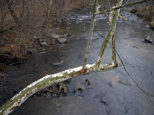 Winter_Platanus occidentalis_Sycamore