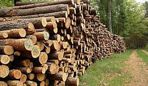 La FAO en el 2002 va fer la classificació dels recursos forestals.