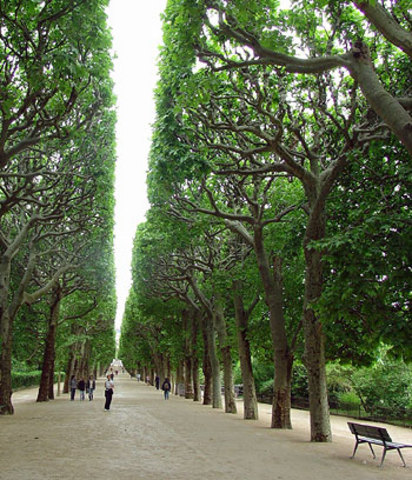 Winter_Platanus x acerifolia_London Plane tree