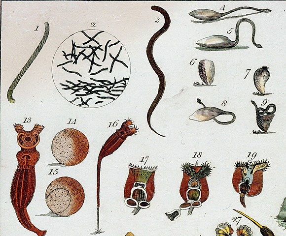 Antoine Van Leeweenhoek