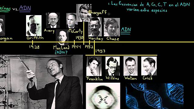 Chargaff, Watson y Crick, Wilkins y Franklin: Descubrimiento doble hélice del ADN
