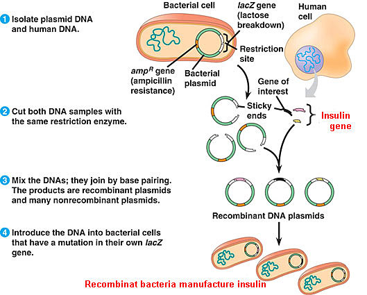 Riggs, Itaura y Boyer: Insulina recombinante