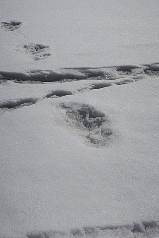 Indian military find footprints