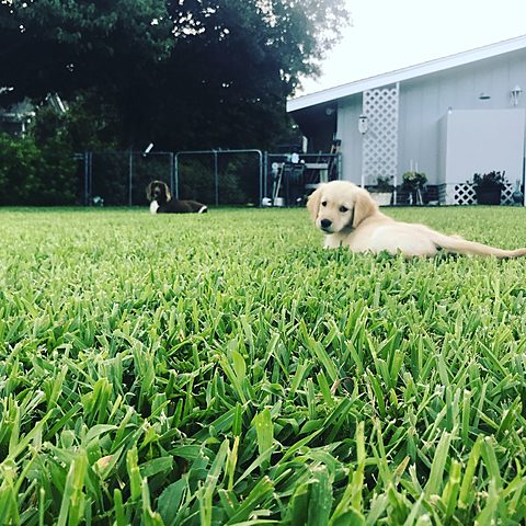 Mi Cachorra: el veintidos de julio del dos mil dieciocho