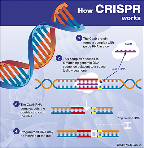 Comienza el primer ensayo clínico con la tecnología CRISPR