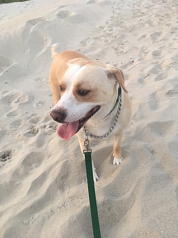 Mi familia y yo adoptamos otro perro