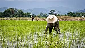 start of rice cultivation use of metal utensils