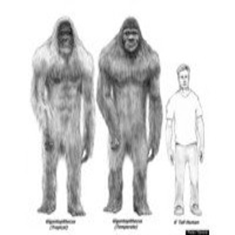Is Sasquatch a human relative?