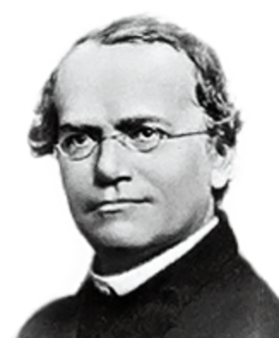 Gregor Mendel Discovers Trait Inheritance