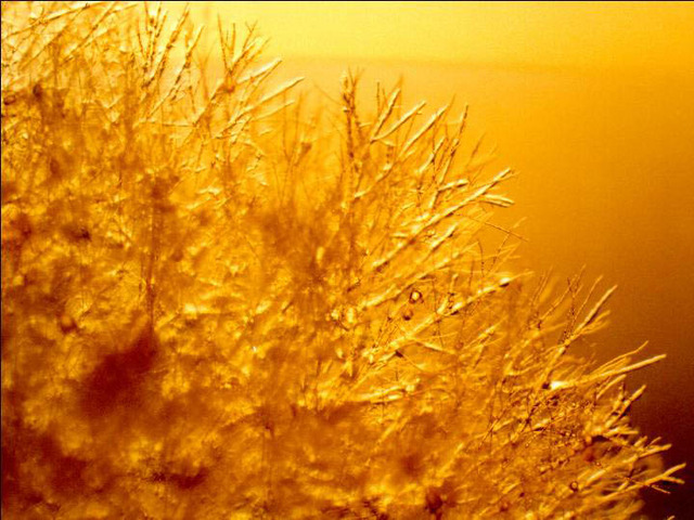 George Beadle and Edward Tatum Discover Relationship Between Genes and Enymes