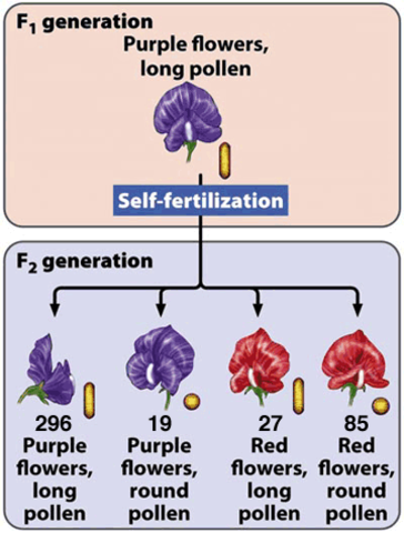William Bateson and Reginald Punnett discovered inheritance patterns