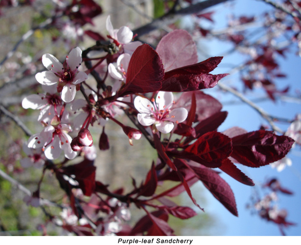 Spring_Prunus x cistena_Purpleleaf Sand Cherry
