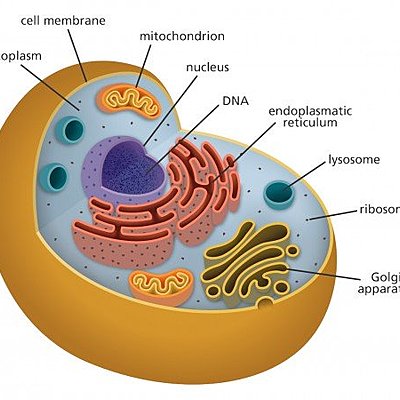 Timeline: Cell-ebration of Cell Theory