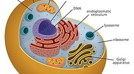 Timeline: Cell-ebration of Cell Theory
