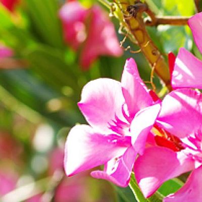 Timeline: PROCESO DE LA GERMINACIÓN DE LA PLANTA