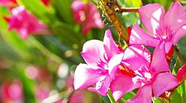 Timeline: PROCESO DE LA GERMINACIÓN DE LA PLANTA