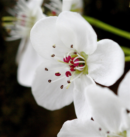 Spring_Pyrus_calleryana_Bradford Pear