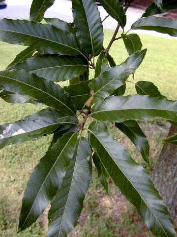 Summer_ Quercus acutissima_sawtooth Oak