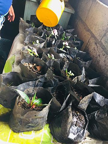 Hoy me toco regar cada planta.