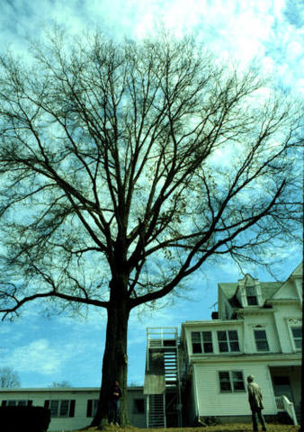 Winter_Quercus palustris_Pin Oak
