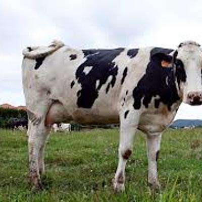 Timeline: VacagamerYT