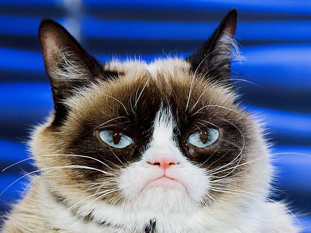 Grumpy Cat