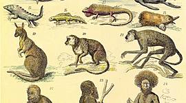 Timeline: Teorías sobre el orígen de la vida y su evolución