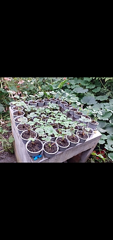 Plantas recibiendo luz solar