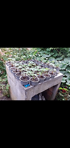 Corte de las hojas dañadas