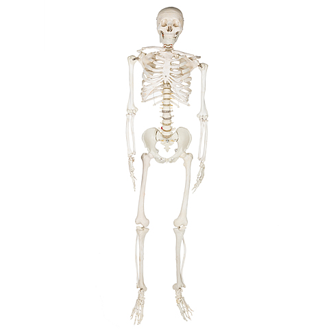 Martha Johnson's death