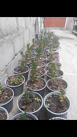 Final proyecto del cedum rojizo