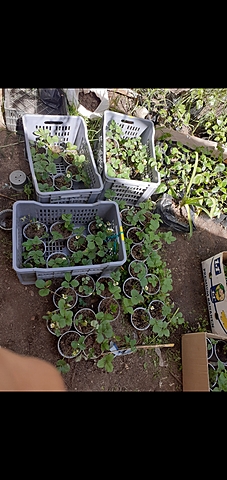Llevada de planta a la facultad de ciencias agropecuarias