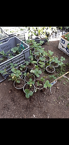 Presentacion de las plantas al ingeniero