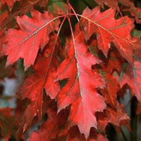 Fall_Quercus-rubra-_Red Oak