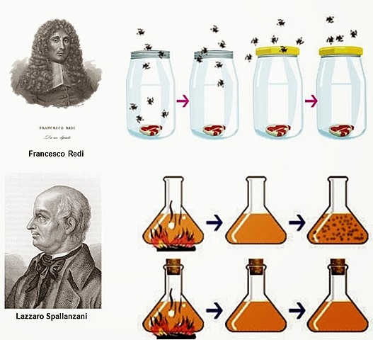 Experimento de Lazzaro Spallanzani