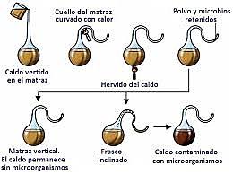 Experimento de Pasteur