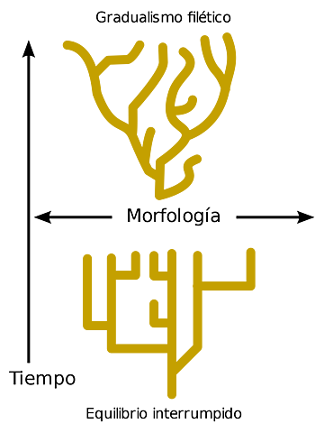 Equilibrio puntuado (Niles Eldredge )