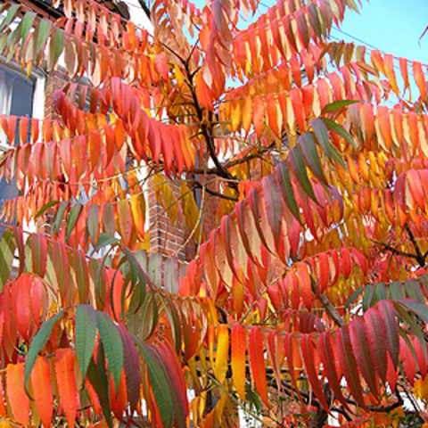 Fall_Staghorn Sumac_Rhus Typhinia