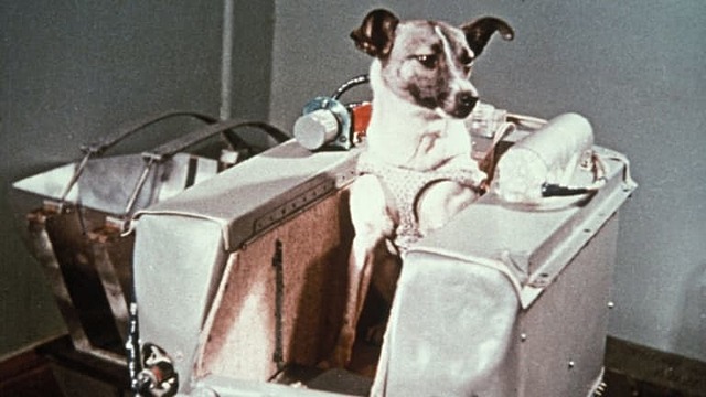 First animal in space by USSR